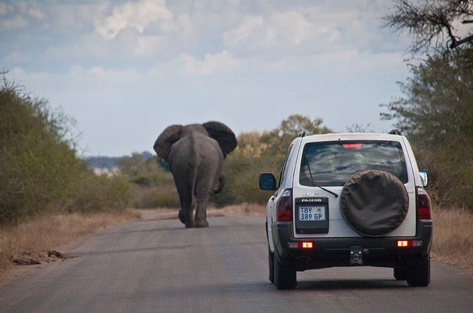 39 Safari-Kruger 088