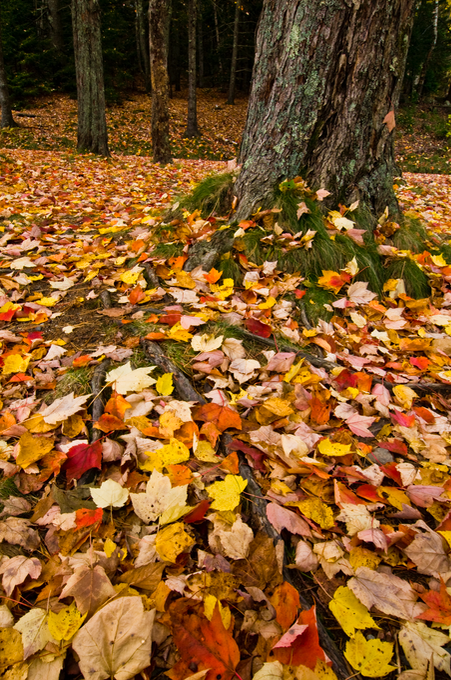 Autumn Leaves