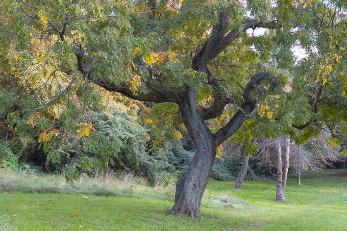 Awbury Arboretum