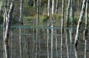 beaver pond-Bershires