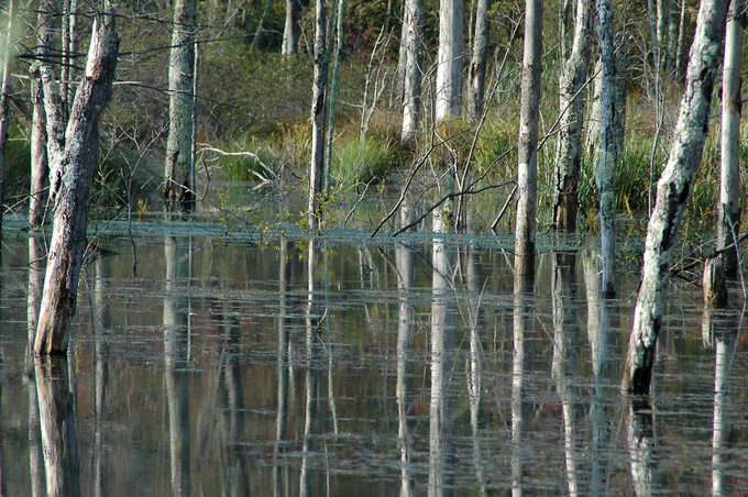 beaver pond