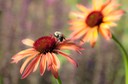 Bee and Cone Flowers