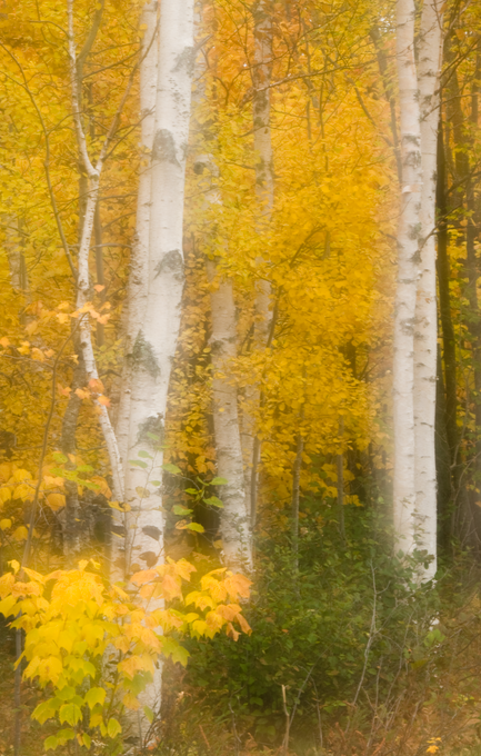 birch trees