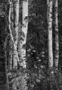 Birch trees in black and white