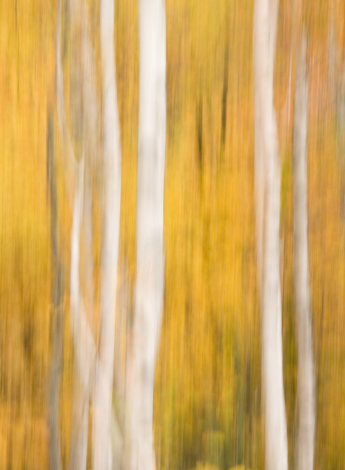 Birch