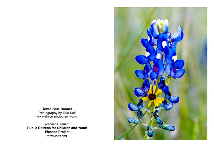 Blue Bonnet