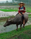 boy on Water Buffalo