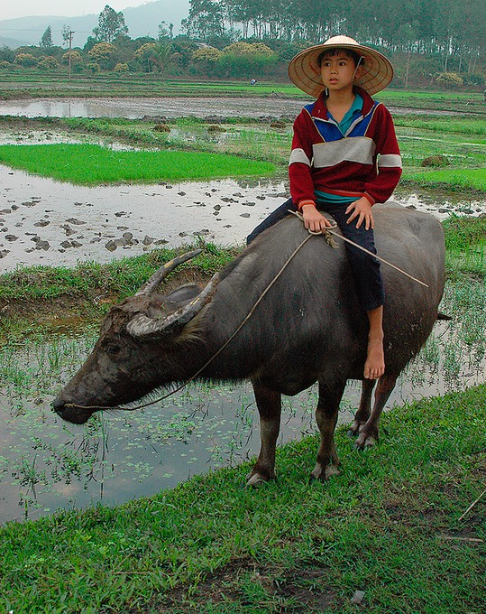 boy on Water Buffalo