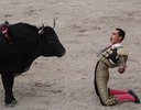 Bull and matadore