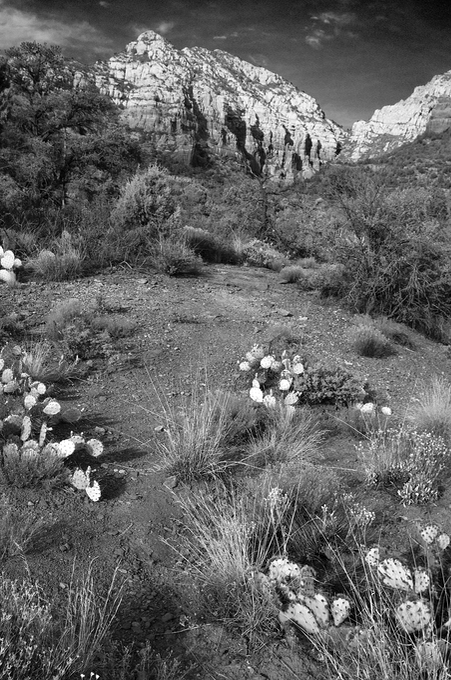 Cactus in black and white