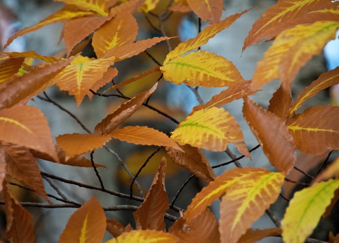 Fall leaves