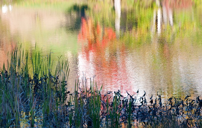 Fall Reflection