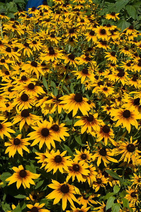 field of yellow