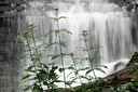flowers by waterfall