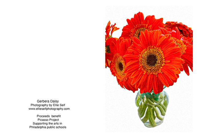 Gerbera Daisy 2