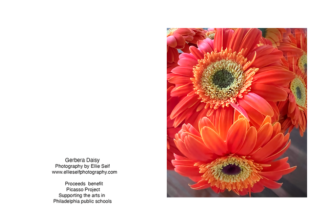 Gerbera Daisy 3