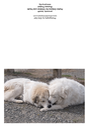 Great  pyrenees