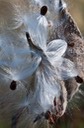 milkweed 2
