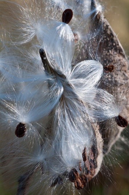 milkweed 2