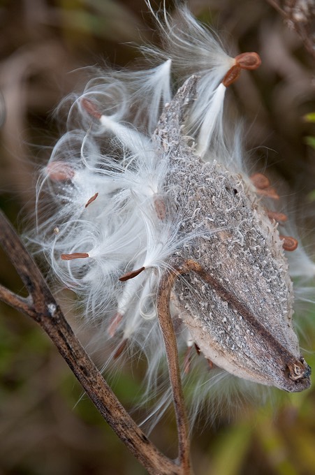 Milkweed 3