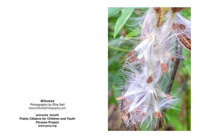 milkweed 6