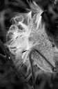 Milkweed in Black & White