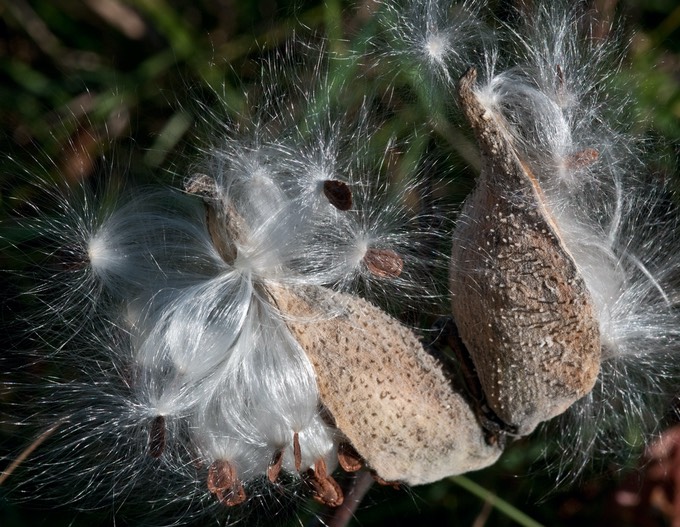 milkweed