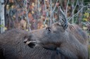 Moose at sunrise