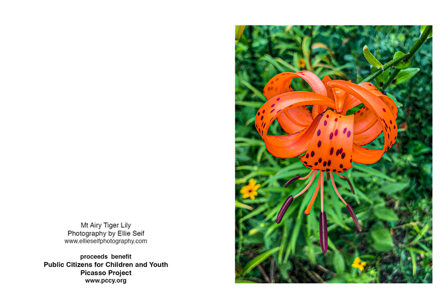 Mt Airy Tiger Lily