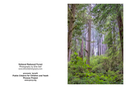 National Redwood Forest 2