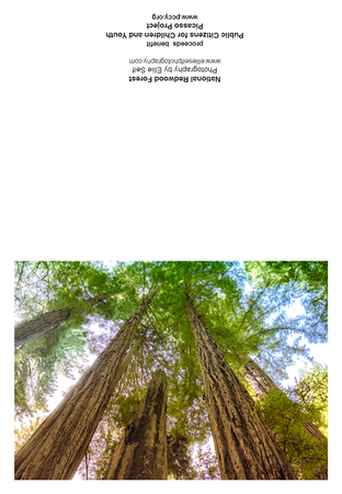 National Redwood forest 3