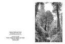 National Redwood forest