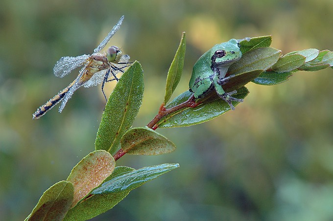 Nature Up Close 01