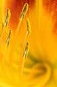 Nature Up Close 29