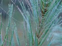 Nature Up Close 57