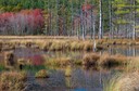 Pond at rest