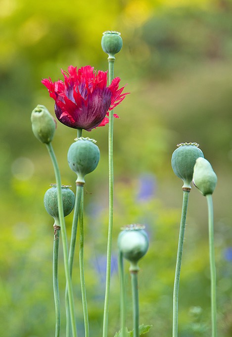 Proud Poppies