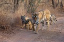 Ranthambhore Tigers