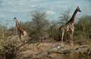 Safari-Kruger 11
