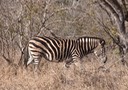 Safari-Kruger 6