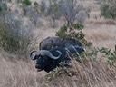 Safari-Kruger 8