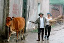 two people w cow 2