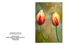 two tulips