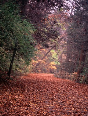 Valley Green-fall leaves