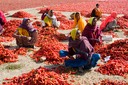  woman in chile fields