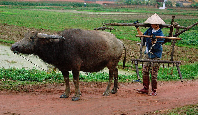 woman w water buffalo