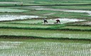 workers in field