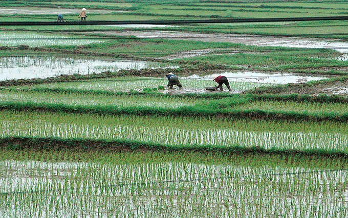 workers in field